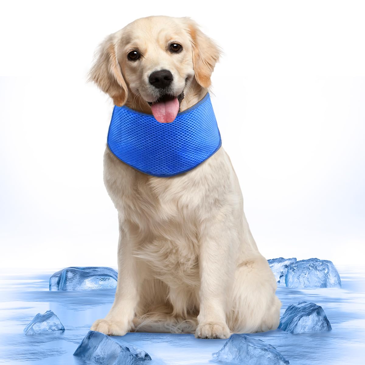 Banda refrescante para perros